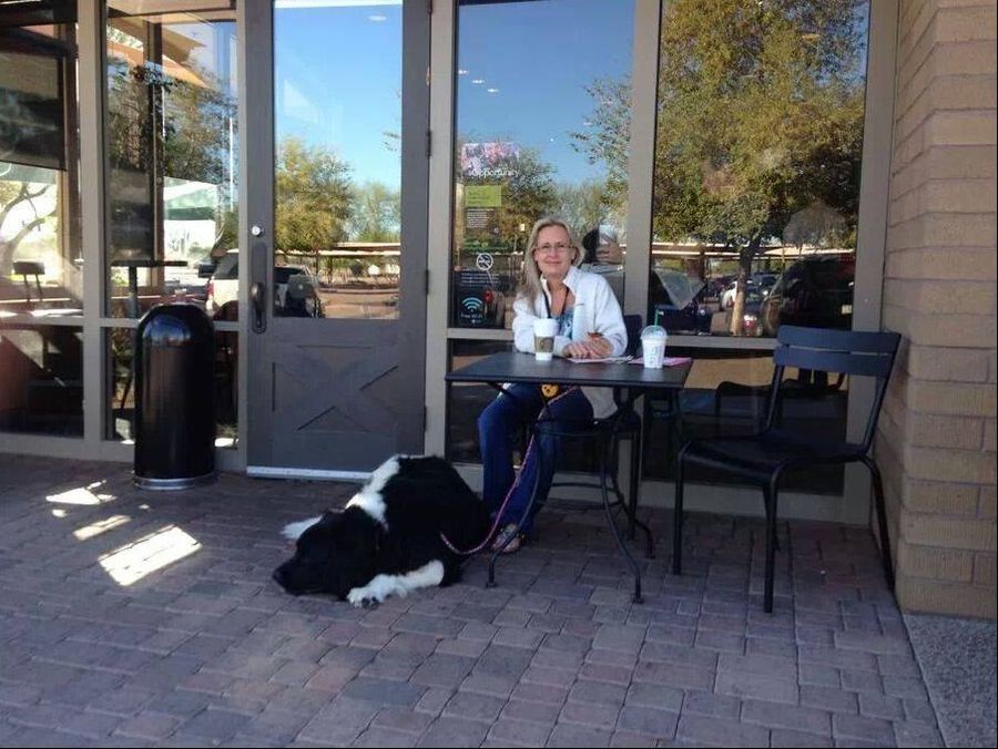 Dog training for a Newfoundland in Phoenix/Gilbert AZ