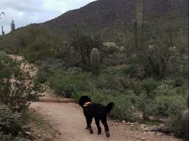 Off-leash dog training and dog trainer in Phoenix/Gilbert AZ for off leash freedom and reliability. Top rated ecollar training for dogs in Arizona.
